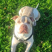 éros participe au concours pour gagner de l'argent avec cette photo : animal, canine, collar, cute, daylight, dog, ears, friendly, grass, greenery, leash, lying_down, mammal, nature, outdoor, paws, pet, relaxed, snout, sunlight