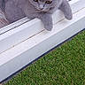 kitten, gray_cat, cat, pet, animal, indoors, doorway, wood_floor, curious, paws, fur, whiskers, grass, green, outdoor_view, window, house, young_cat, cute, domestic_animal