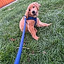 Woody is registered to the contest to win money with this photo: dog, puppy, golden_retriever, grass, leash, harness, outdoor, pet, playful, cute, animal, greenery, residential_area, fence, canine, young_dog, nature, happy, grass_field, summer