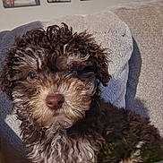 Milo is registered to the contest to win money with this photo: