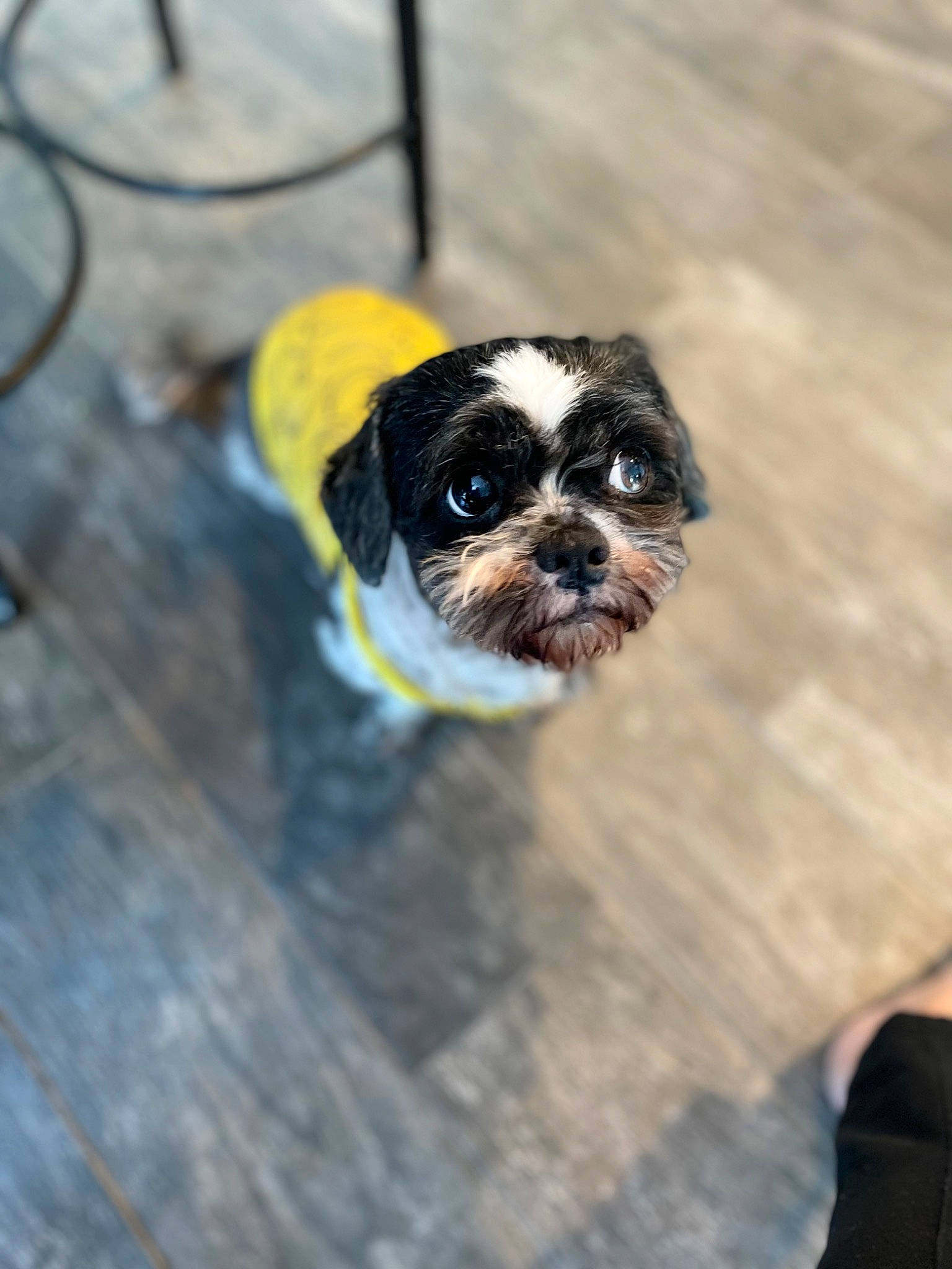 Sparky joined the competition — help win amazing prizes! canidae, carnivore, companion_dog, dog, dog_breed, fawn, flooring, fur, hardwood, non_sporting_group, small_terrier, snout, sporting_group, tail, toy_dog, whiskers, wildlife, wood, working_animal, working_dog