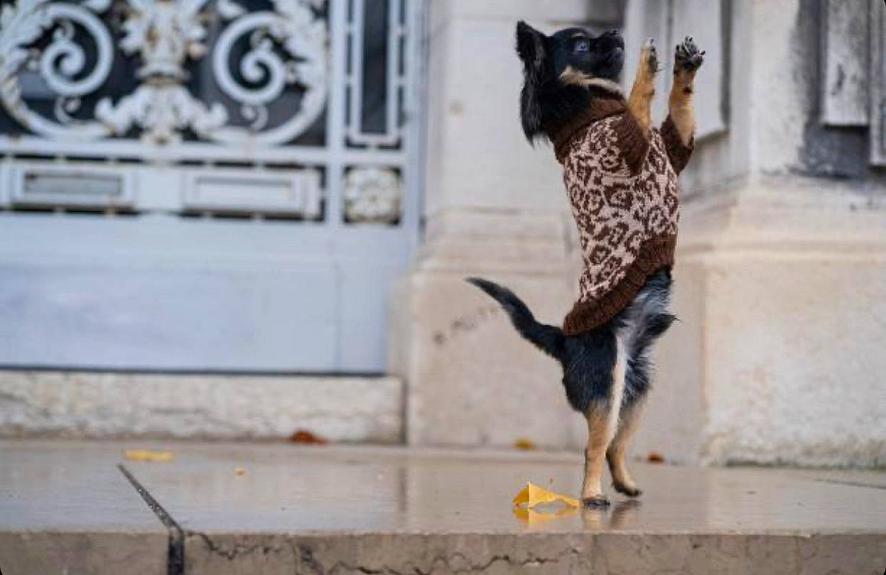 Jack a rejoint le concours — aidez-le/la à gagner de superbes lots ! carnivore, companion_dog, dog_breed, fawn, felidae, grey, human_leg, leg, mammal, road_surface, sidewalk, small_to_medium_sized_cats, snout, street_fashion, tail, tree, vertebrate, waist, whiskers, white