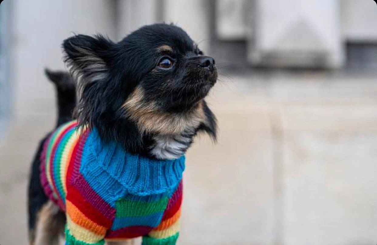 Jack a rejoint le concours — aidez-le/la à gagner de superbes lots ! canidae, carnivore, collar, companion_dog, dog, dog_breed, dog_clothes, dog_collar, dog_supply, electric_blue, fawn, fur, leash, pattern, pet_supply, snout, sporting_group, toy_dog, whiskers, working_animal