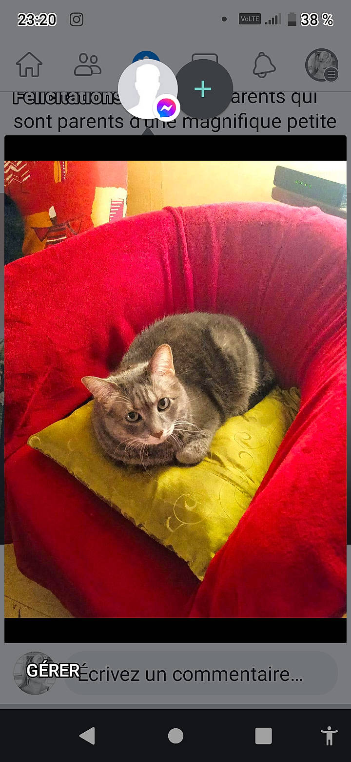 Lily a rejoint le concours — aidez-le/la à gagner de superbes lots ! bean_bag, carnivore, cat, cat_bed, cat_supply, chair, comfort, couch, domestic_short_haired_cat, felidae, fur, furniture, linens, photo_caption, plant, rectangle, sitting, small_to_medium_sized_cats, tail, whiskers