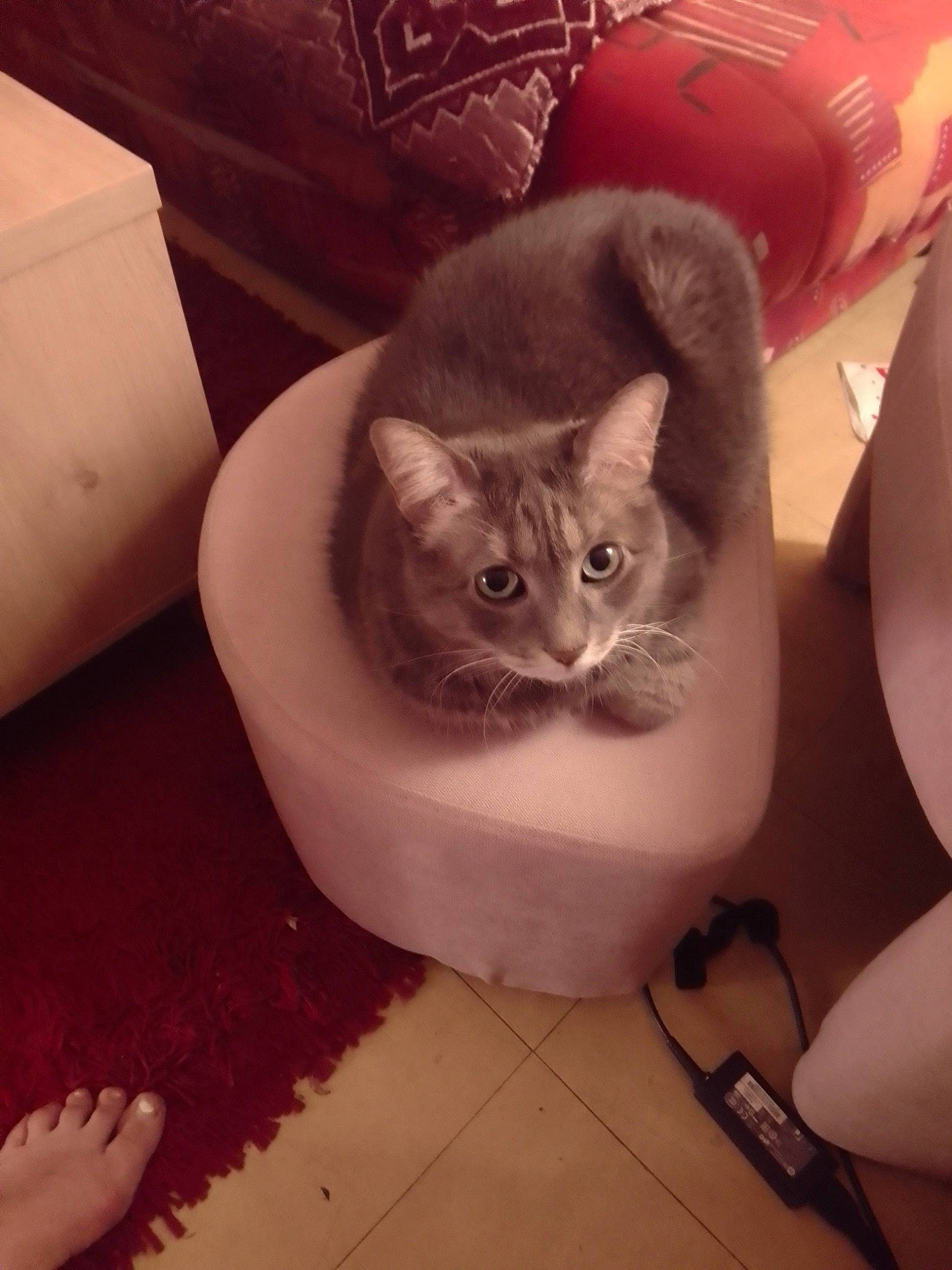 Lily a rejoint le concours — aidez-le/la à gagner de superbes lots ! carnivore, cat, cat_bed, cat_supply, chair, comfort, couch, domestic_short_haired_cat, felidae, floor, flooring, fur, hardwood, paw, pet_supply, room, small_to_medium_sized_cats, tail, whiskers, wood