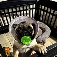 Viny a rejoint le concours — aidez-le/la à gagner de superbes lots ! dog, pug, cone, playpen, toy, green_toy, pet_bed, indoor, floor_tiles, black_fence, animal, pet, cute, curious, small_dog, puppy, pet_toys, close_up, protective_collar, animal_face