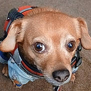 Weloh is registered to the contest to win money with this photo: dog, small_dog, close_up, brown_fur, big_eyes, jacket, pet, animal, curious, indoors, carpet, cute, ears, canine, looking_up, portrait, fur, collar, leash, domestic_animal