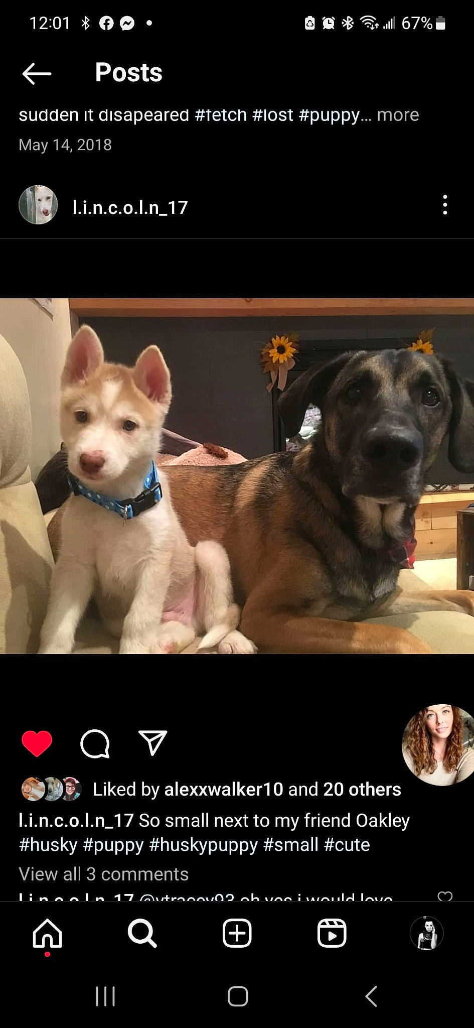 Lincoln is registered to the contest to win money with this photo: advertising, ancient_dog_breeds, art, canidae, carnivore, circle, collar, companion_dog, dog, dog_breed, dog_collar, dog_supply, fawn, font, paw, photo_caption, puppy, snout, sporting_group, working_animal