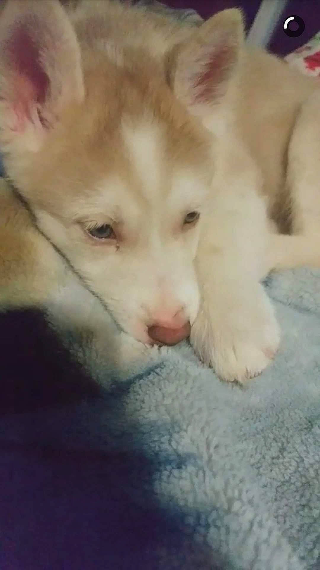 Lincoln joined the competition — help win amazing prizes! canidae, canis, carnivore, comfort, companion_dog, dog, dog_breed, fawn, fur, non_sporting_group, samoyed, snout, sporting_group, tail, terrestrial_animal, whiskers