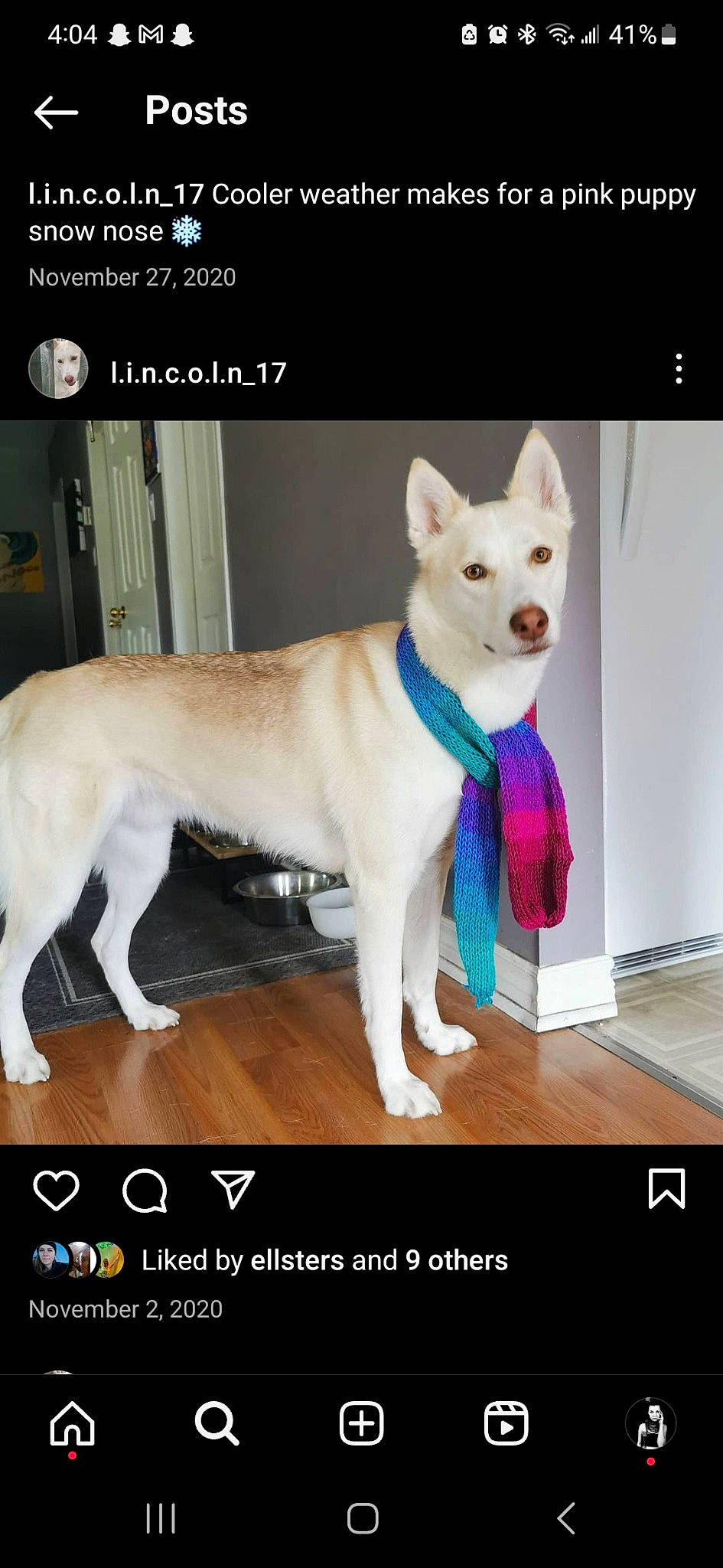 Lincoln is registered to the contest to win money with this photo: ancient_dog_breeds, canidae, carnivore, collar, companion_dog, dog, dog_breed, dog_collar, dog_supply, fawn, flooring, font, fur, non_sporting_group, photo_caption, screenshot, sporting_group, tail, working_animal, working_dog