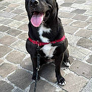 Valkyrie participe au concours pour gagner de l'argent avec cette photo : dog, black_dog, pet, outdoor, cobblestone, leash, harness, tongue_out, happy, sitting, ears_up, canine, animal, sidewalk, pavement, daylight, friendly, companion, alert, cute