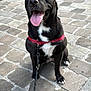 dog, black_dog, pet, outdoor, cobblestone, leash, harness, tongue_out, happy, sitting, ears_up, canine, animal, sidewalk, pavement, daylight, friendly, companion, alert, cute