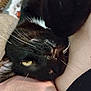 Binx is registered to the contest to win money with this photo: cat, black_cat, whiskers, yellow_eyes, close_up, resting, pet, animal, feline, face, ear, fur, human_arm, skin, relaxed, cozy, indoor, companion, cute, portrait