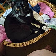 Binx joined the competition — help win amazing prizes! black_cat, cat, basket, towels, indoor, carpet, pet, feline, resting, animal, cozy, home, whiskers, curious, fur, wicker, relaxed, looking_up, person_feet, floor