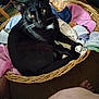 black_cat, cat, basket, towels, indoor, carpet, pet, feline, resting, animal, cozy, home, whiskers, curious, fur, wicker, relaxed, looking_up, person_feet, floor