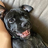 Azur a rejoint le concours — aidez-le/la à gagner de superbes lots ! animal, black_dog, canine, close_up, companion, couch, cute, dog, domestic_animal, ears, friendly, fur, happy, indoor, lying_down, pet, puppy, smiling, tongue, young_dog