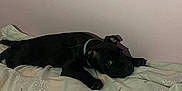 Azur a rejoint le concours — aidez-le/la à gagner de superbes lots ! animal, bed, black_dog, blanket, canine, collar, cute, dog, domestic, fabric, fur, home, indoor, looking, lying_down, pattern, pet, resting, wall, young_dog