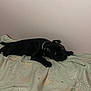 animal, bed, black_dog, blanket, canine, collar, cute, dog, domestic, fabric, fur, home, indoor, looking, lying_down, pattern, pet, resting, wall, young_dog