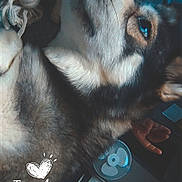 Taïga participe au concours pour gagner de l'argent avec cette photo : dog, pet, canine, black_and_white_fur, fluffy, upside_down, lying_down, close_up, blue_tint, indoors, couch, blanket, human_hand, small_fan, furniture, heart, timestamp, portrait, cuddling, funny_pose