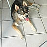 Taïga a rejoint le concours — aidez-le/la à gagner de superbes lots ! dog, husky, siberian_husky, canine, pet, animal, lying_down, sitting, happy, tongue_out, fluffy, black_and_white, brown, blue_eyes, pointed_ears, tail, kitchen, tile_floor, indoor, photography