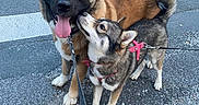 Taïga a rejoint le concours — aidez-le/la à gagner de superbes lots ! dogs, large_dog, small_dog, shepherd, mixed_breed, outdoor, street, road, crosswalk, leashes, harness, collar, tongue_out, happy, playful, standing, animal_portrait, pavement, roadside, companionship