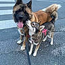 dogs, large_dog, small_dog, shepherd, mixed_breed, outdoor, street, road, crosswalk, leashes, harness, collar, tongue_out, happy, playful, standing, animal_portrait, pavement, roadside, companionship