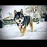 Taïga a rejoint le concours — aidez-le/la à gagner de superbes lots ! dog, husky, snow, winter, outdoor, animal, pet, standing, portrait, fur, black_and_white, brown_fur, blue_eyes, collar, red_tag, snowy_yard, trees, wall, phone_screenshot, social_media