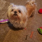 Remi Mae joined the competition — help win amazing prizes! affenpinscher, animal, canine, cockerspaniel, dog, dogbed, eskimodog, hardwood, indoors, interiordesign, papillon, pet, poodle, puppy, racket, sport, tennis, tennisracket, terrier, whitedog