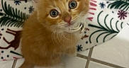 Fuego joined the competition — help win amazing prizes! kitten, orange, cat, cute, pet, animal, fur, eyes, whiskers, collar, holiday, blanket, pattern, floor, tile, domestic, young, small, looking_up, indoor