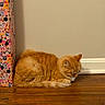 cat, orange_cat, sleeping, wooden_floor, indoor, pet, feline, resting, curled_up, fur, animal, domestic_cat, cute, cozy, quiet, peaceful, tabby, home, wall, colorful_pattern