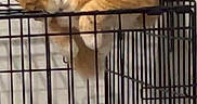 Fuego joined the competition — help win amazing prizes! animal, cage, cat, claws, climbing, collar, curious, domestic, feline, fur, household, indoor, metal, orange_tabby, perched, pet, pet_accessory, quiet, resting, wall