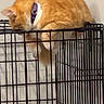 cat, orange_tabby, collar, pet, cage, metal, indoor, feline, animal, curious, perched, claws, resting, wall, domestic, fur, quiet, climbing, household, pet_accessory