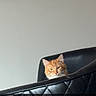 cat, orange_cat, chair, black_chair, quilted, indoor, pet, annoyed, nap, fur, animal, looking, face, expression, furniture, wall, red_cloth, domestic, cute, resting
