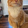 cat, orange_cat, white_paws, indoor, couch, wooden_floor, window_blinds, door, pet, animal, feline, sitting, portrait, looking_up, whiskers, fur, domestic_cat, cute, house, photogenic