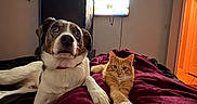 Atlas is registered to the contest to win money with this photo: dog, cat, indoor, bed, blanket, orange_cat, white_dog, furniture, television, window, doorway, room, pet, cozy, companions, relaxed, looking_at_camera, plush, warm_lighting, curious