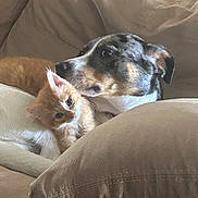 Atlas is registered to the contest to win money with this photo: dog, cat, kitten, couch, pet, animal, indoor, snuggling, fur, friendship, cozy, beige, relaxing, domestic, companion, cute, looking, ears, nose, whiskers