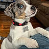 Atlas is registered to the contest to win money with this photo: puppy, dog, blue_eyes, collar, indoor, living_room, couch, wooden_floor, pet, cute, close_up, fur, animal, young_dog, domestic_animal, whiskers, tag, paw, looking_up, household