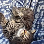 adorable, animal, blanket, cat, closeup, cozy, cute, domestic_animal, fluffy, fur, indoors, kitten, patterned, pet, relaxation, resting, sleeping, small, soft, whiskers