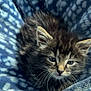 animal, blanket, blue, cat, cozy, cute, cute_animal, domestic, ears, feline, fur, indoor, kitten, patterned, pet, resting, sleepy, soft, whiskers, young