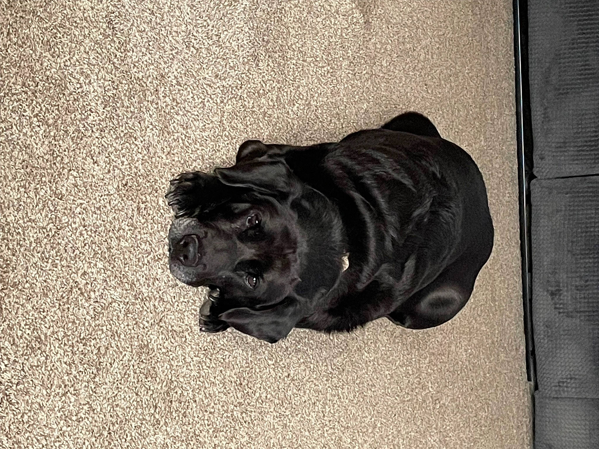 Todd is registered to the contest to win money with this photo: art, automotive_tire, canidae, carnivore, carving, concrete, dog, dog_breed, grey, monochrome, monochrome_photography, sculpture, snout, sporting_group, statue, tints_and_shades, visual_arts, window, wood, working_animal