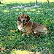 Copper is registered to the contest to win money with this photo: dog, brown_dog, grass, outdoor, sunlight, playground, swing_set, pet, animal, nature, summer, daytime, relaxing, canine, backyard, greenery, park, resting, mammal, leisure