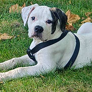 Jon Jon is registered to the contest to win money with this photo: animal, ball, boxer, bulldog, canine, dog, football, grass, greatdane, hound, lawn, pet, pitbull, plant, pointer, puppy, soccer, soccerball, sport, whitedog