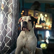 Jonjon joined the competition — help win amazing prizes! dog, animal, pet, indoor, curtains, window, television, blurred_background, white_dog, black_spot, sitting, portrait, furniture, living_room, domestic, canine, cute, companion, calm, household