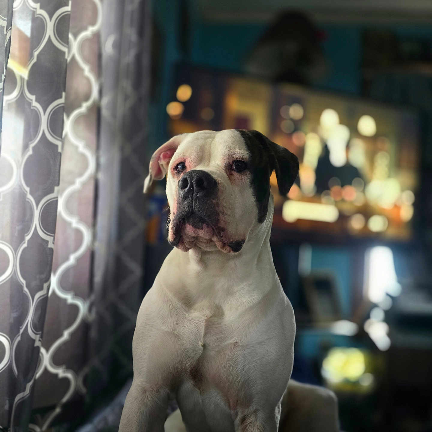 Jonjon joined the competition — help win amazing prizes! animal, black_spot, blurred_background, calm, canine, companion, curtains, cute, dog, domestic, furniture, household, indoor, living_room, pet, portrait, sitting, television, white_dog, window