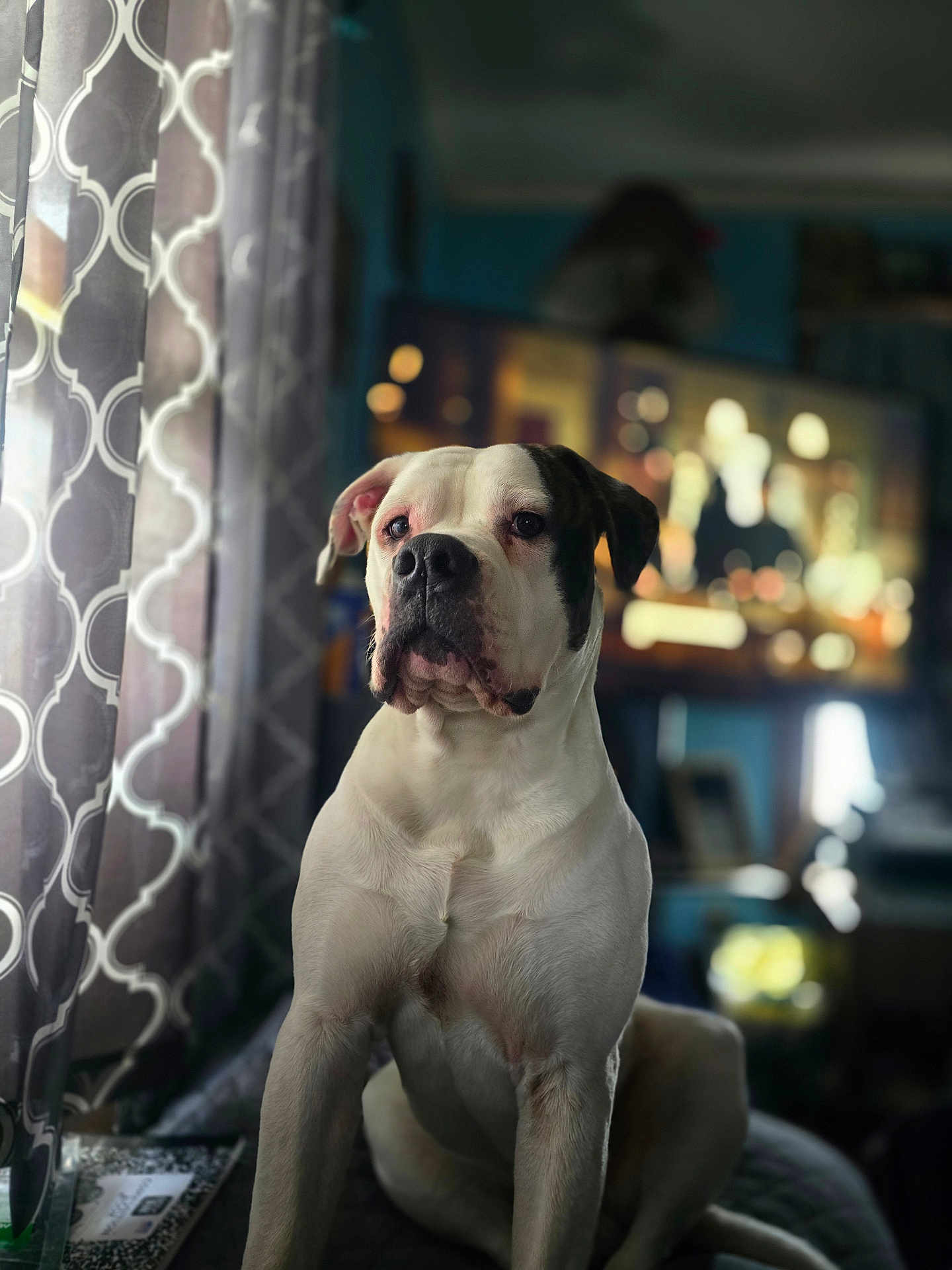 Jonjon joined the competition — help win amazing prizes! dog, animal, pet, indoor, curtains, window, television, blurred_background, white_dog, black_spot, sitting, portrait, furniture, living_room, domestic, canine, cute, companion, calm, household
