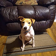 Tigger joined the competition — help win amazing prizes! dog, pet, indoor, leather_recliner, cushion, rug, wooden_floor, collar, brown, white, tan, sitting, flooring, furniture, domestic_animal, cute, small_dog, household, home, animal