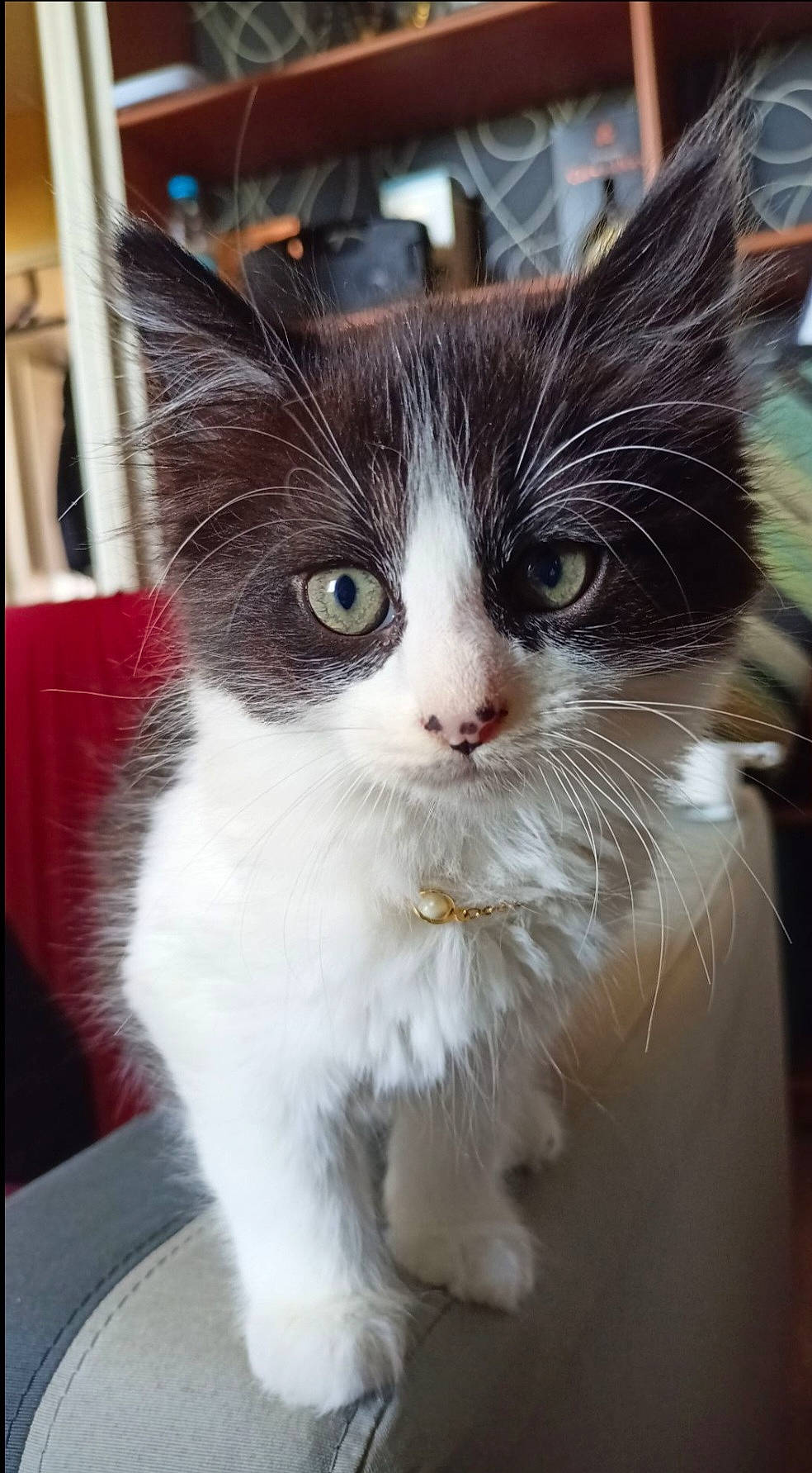 Hadès participe au concours pour gagner de l'argent avec cette photo : carnivore, cat, claw, collar, domestic_short_haired_cat, eye, felidae, fur, iris, paw, small_to_medium_sized_cats, snout, tail, whiskers, window