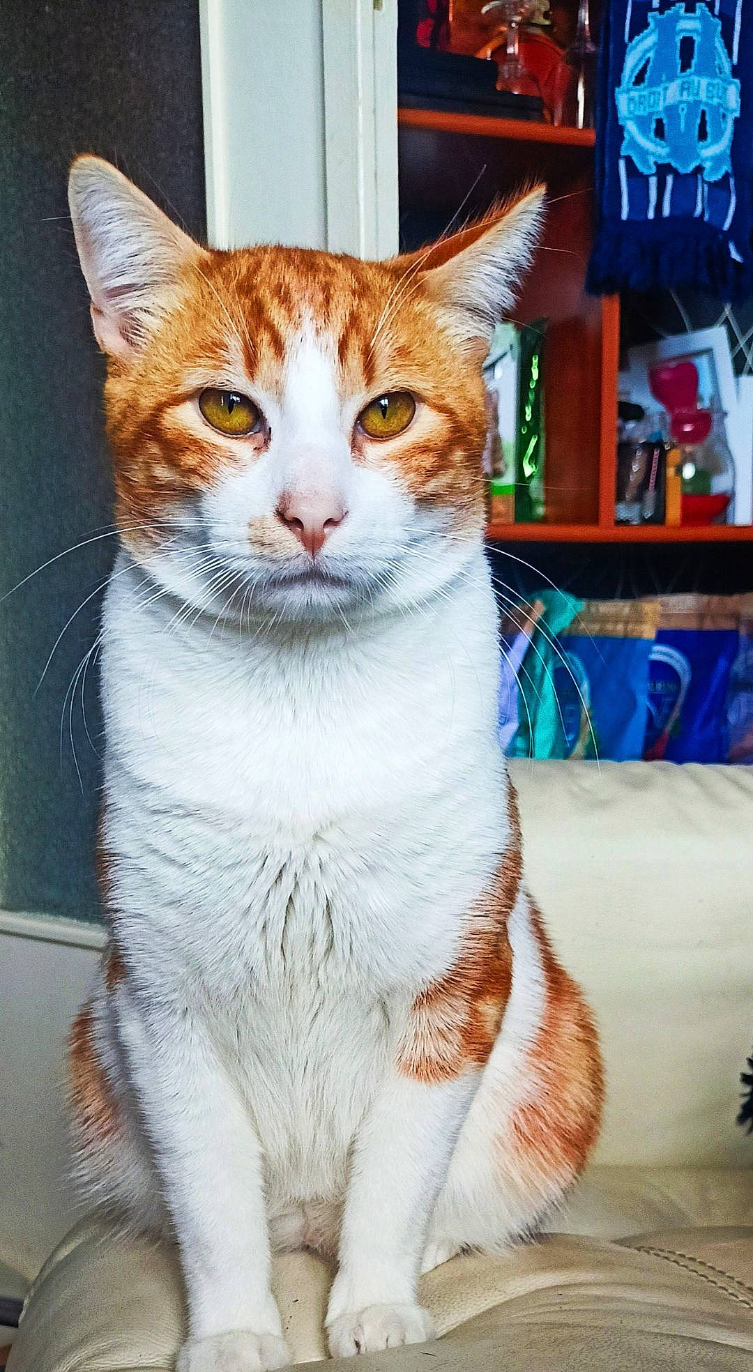 Marley a rejoint le concours — aidez-le/la à gagner de superbes lots ! carnivore, cat, domestic_short_haired_cat, eye, fawn, felidae, fur, paw, small_to_medium_sized_cats, snout, tail, terrestrial_animal, whiskers