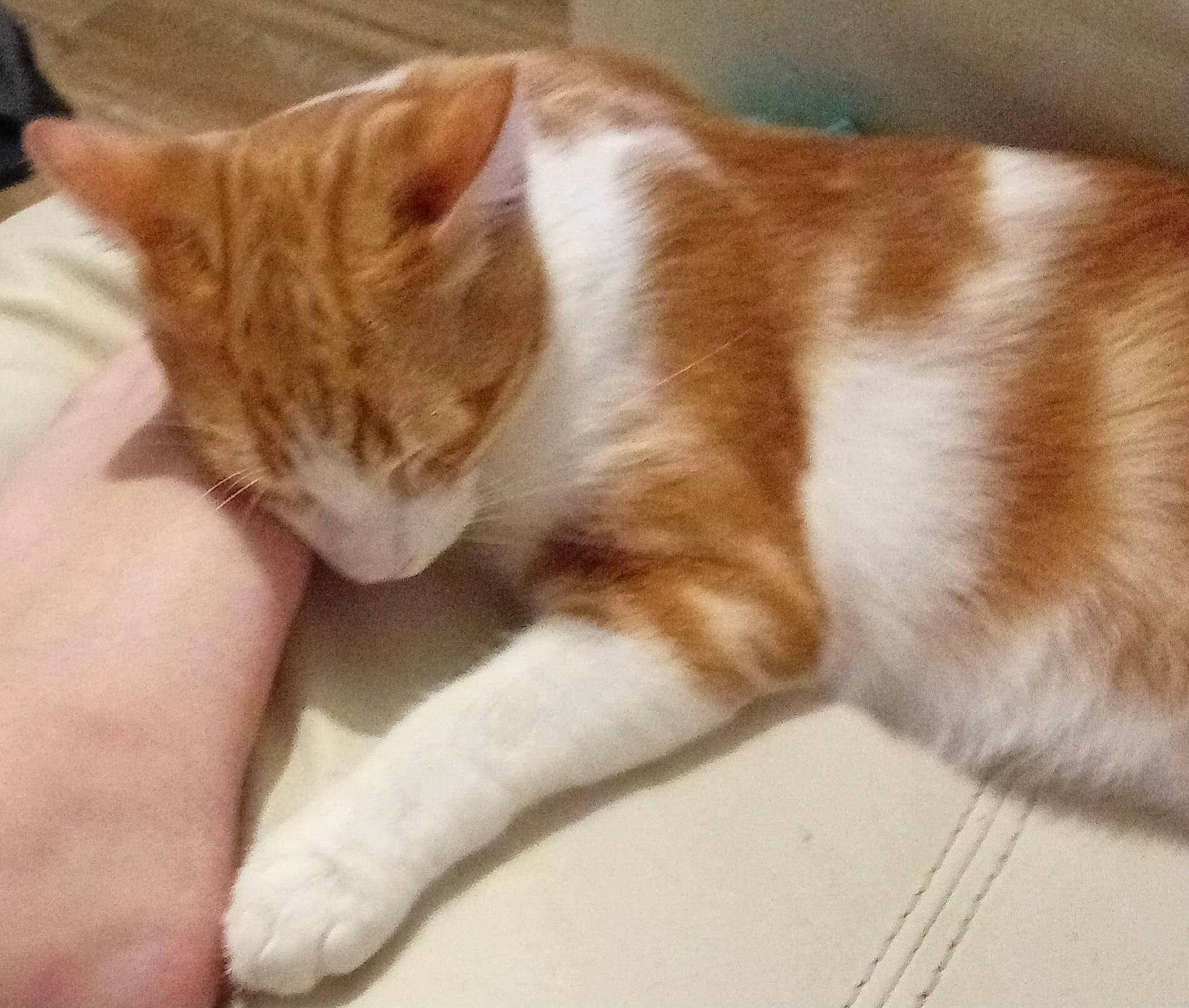 Marley participe au concours pour gagner de l'argent avec cette photo : carnivore, cat, claw, comfort, domestic_short_haired_cat, fawn, felidae, flooring, foot, fur, hardwood, human_leg, paw, small_to_medium_sized_cats, snout, tail, whiskers, wood