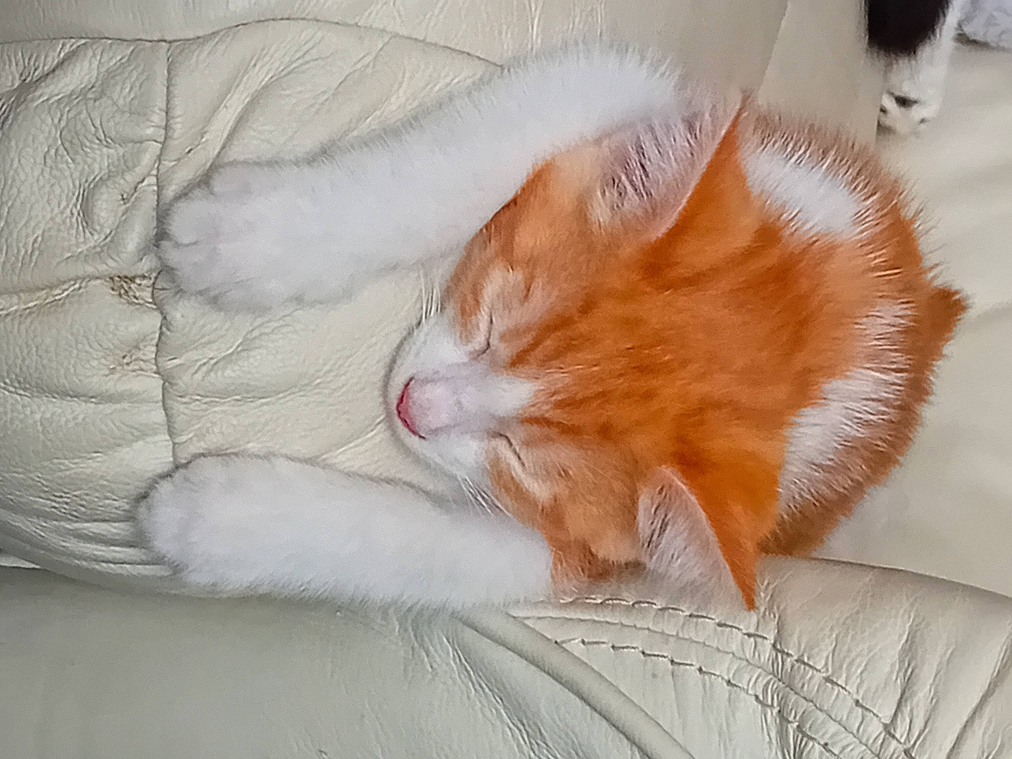 Marley a rejoint le concours — aidez-le/la à gagner de superbes lots ! carnivore, cat, claw, comfort, domestic_short_haired_cat, fawn, felidae, foot, fur, human_leg, linens, nap, paw, peach, sleep, small_to_medium_sized_cats, snout, tail, whiskers